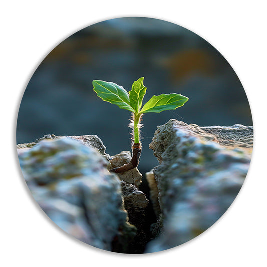 Jonge Plant Groeit Uit Steen forex muurcirkel