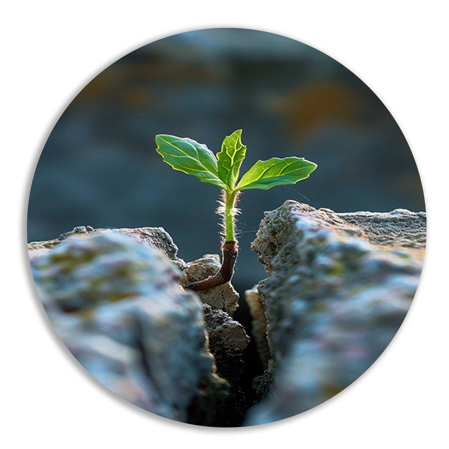 Jonge Plant Groeit Uit Steen forex muurcirkel