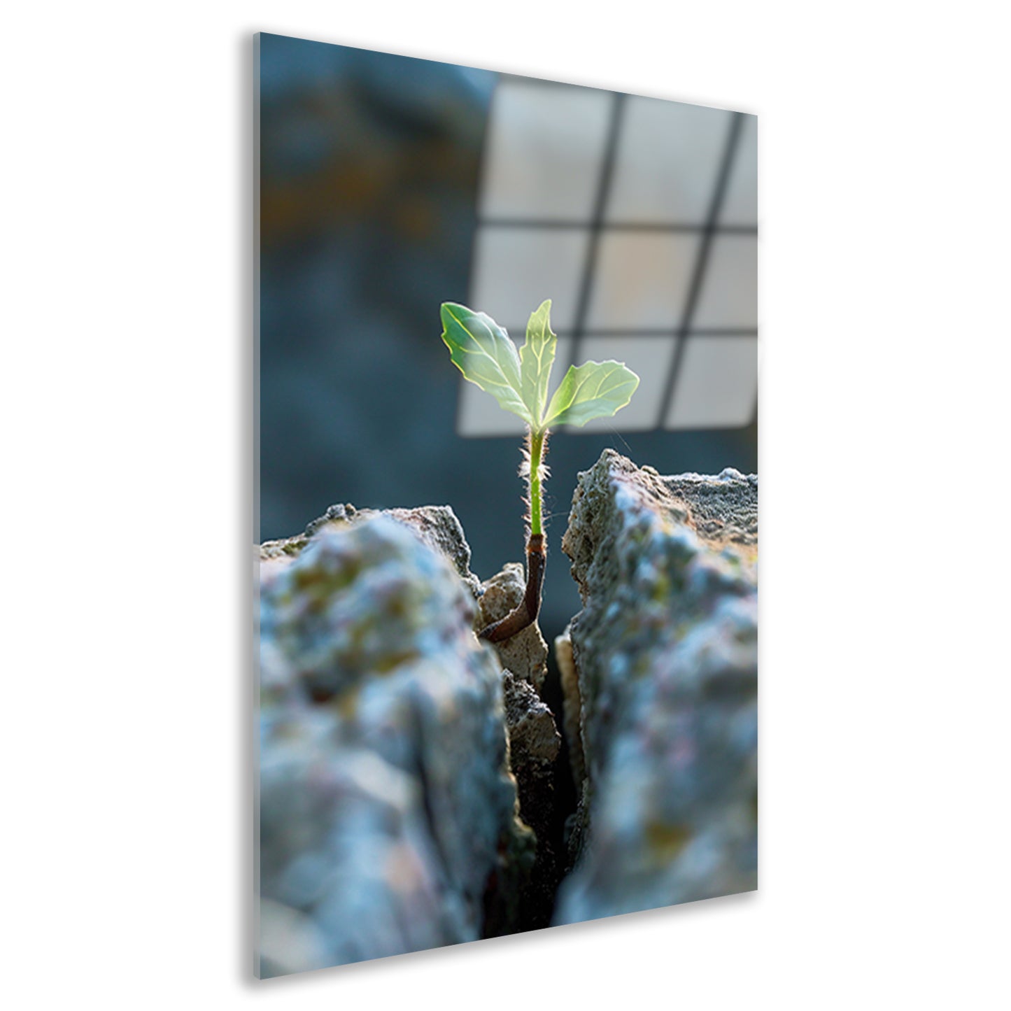 Jonge Plant Groeit Uit Steen acrylglas