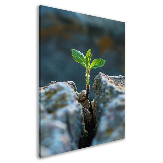 Jonge Plant Groeit Uit Steen canvas