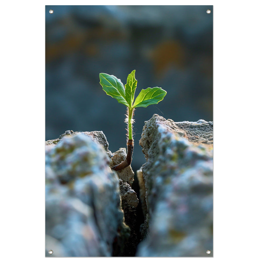 Jonge Plant Groeit Uit Steen tuinposter
