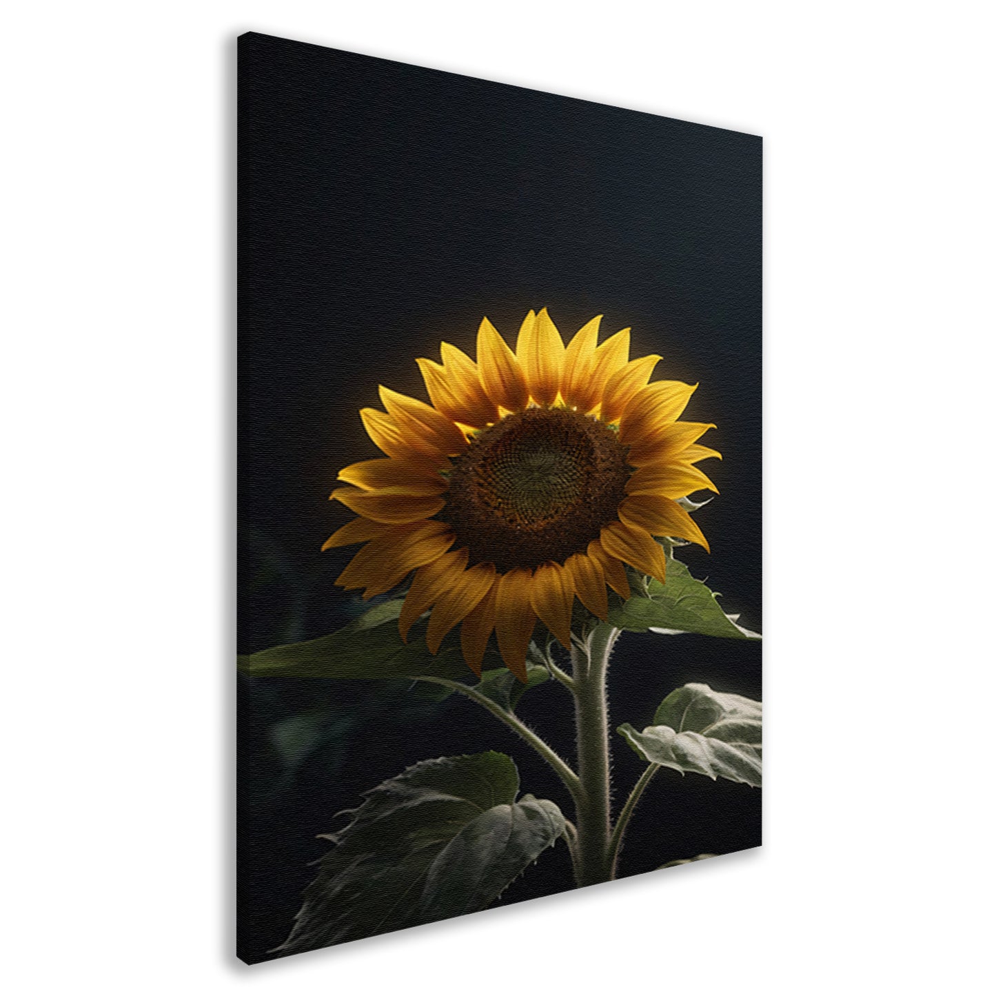 Solitaire zonnebloem in zachte verlichting canvas