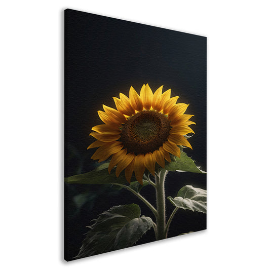 Solitaire zonnebloem in zachte verlichting canvas
