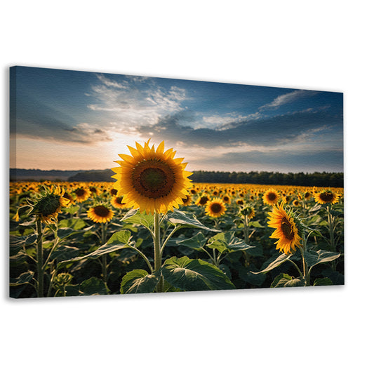 Veld vol zonnebloemen bij zonsondergang canvas