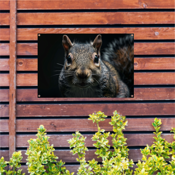 Close-up van een Eekhoorn in het Donker tuinposter