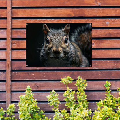 Close-up van een Eekhoorn in het Donker tuinposter