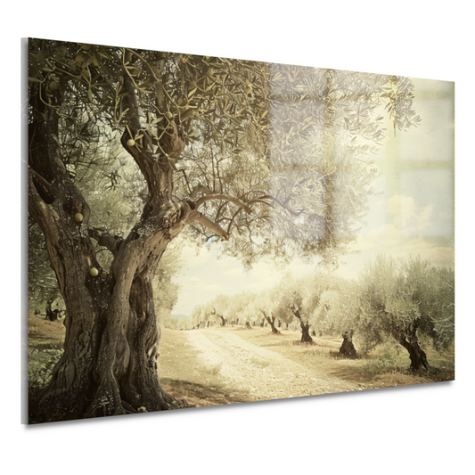 Klassieke olijfbomenlaan acrylglas