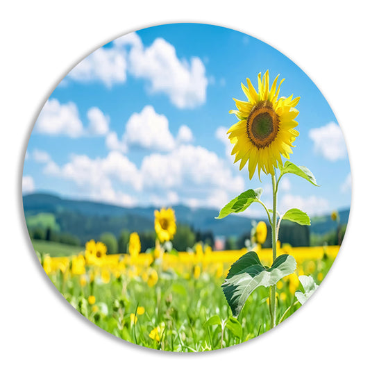 Zonnige dag met bloeiende zonnebloemen aluminium muurcirkel
