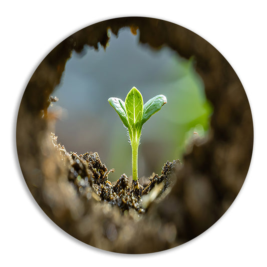 Jonge plant ontspringt uit aarde forex muurcirkel
