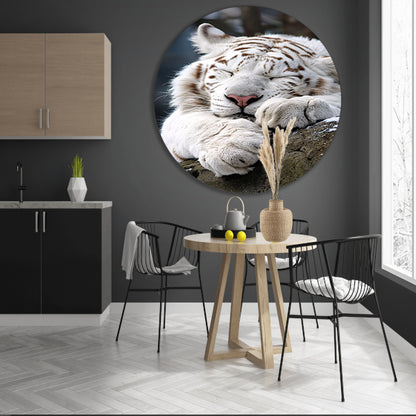 Slapende Witte Tijger op Steen aluminium muurcirkel