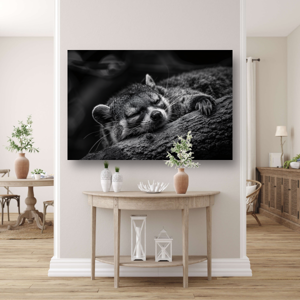 Slapende wasbeer op boomtak acrylglas