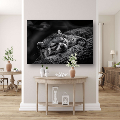 Slapende wasbeer op boomtak acrylglas