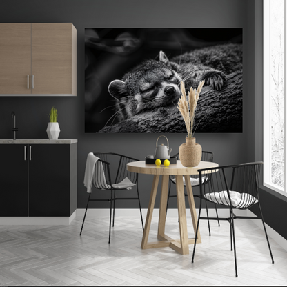 Slapende wasbeer op boomtak acrylglas