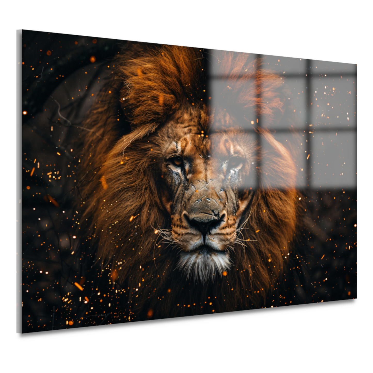 Leeuwenblik - Koninklijke Kracht acrylglas