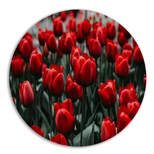 Heldere rode tulpen met groene bladeren forex muurcirkel