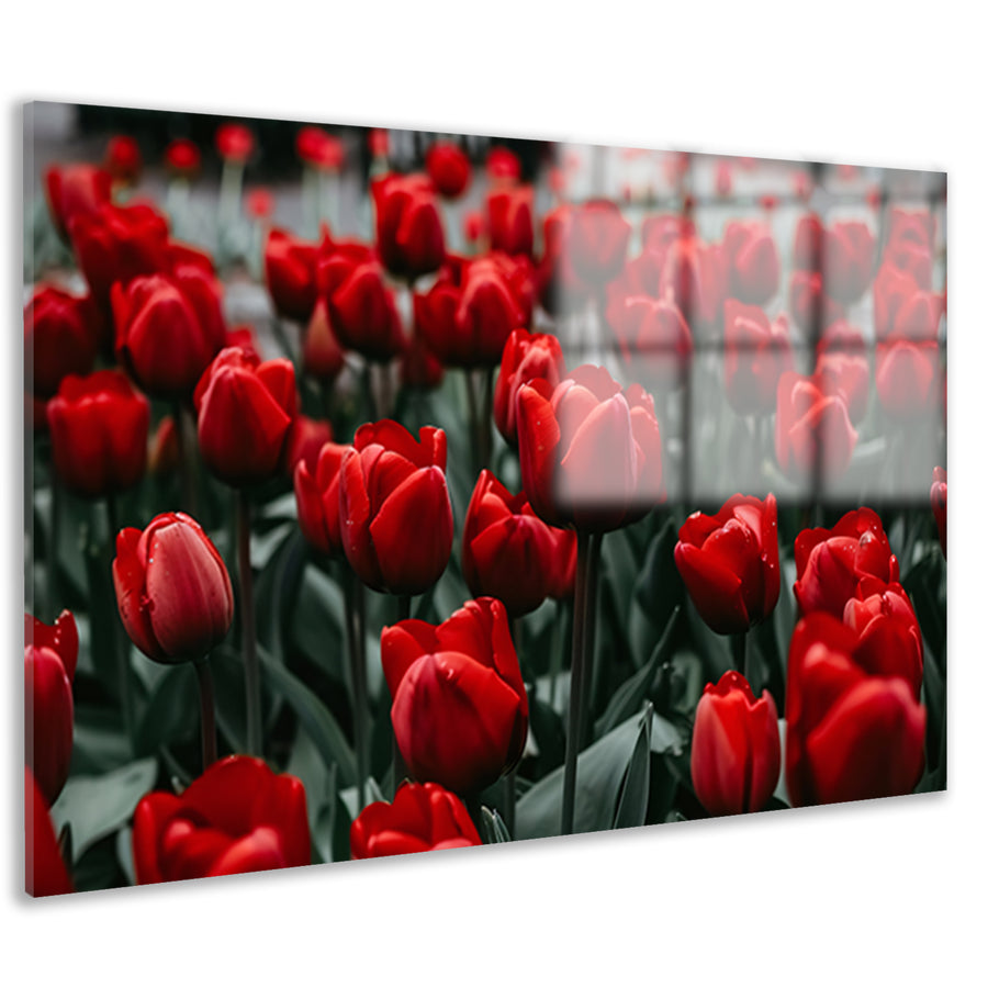 Heldere rode tulpen met groene bladeren acrylglas