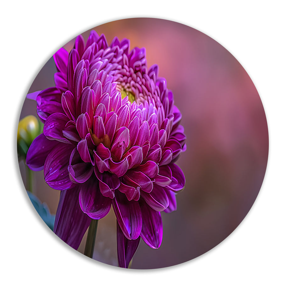 Paarse bloem close-up met zachte achtergrond forex muurcirkel