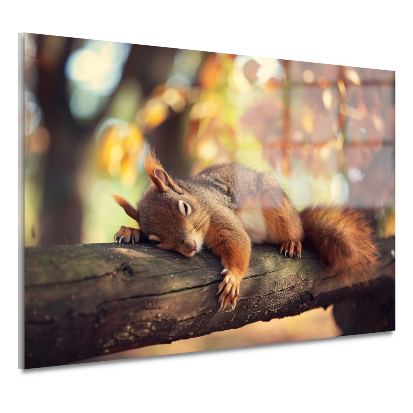 Eekhoorn geniet van herfstige rust acrylglas