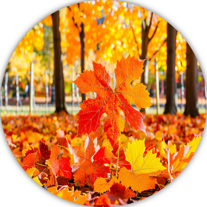 Herfstbladeren in zonovergoten park aluminium muurcirkel