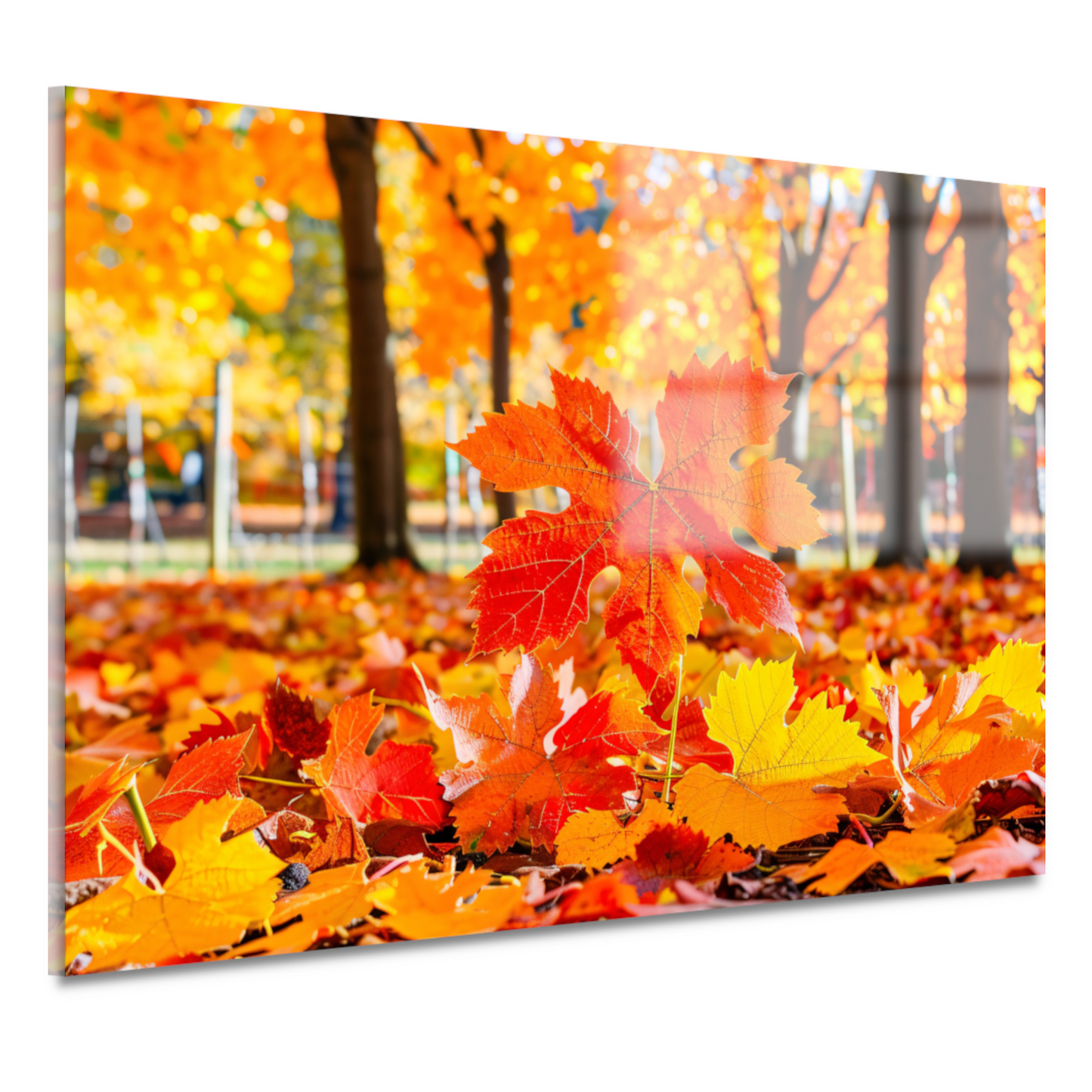 Herfstbladeren in zonovergoten park acrylglas