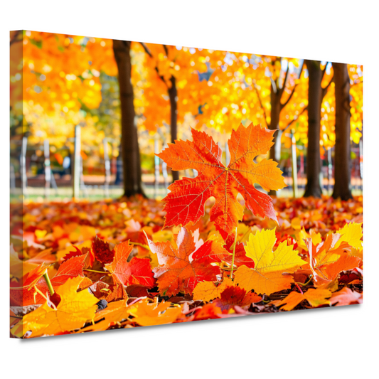 Herfstbladeren in zonovergoten park canvas