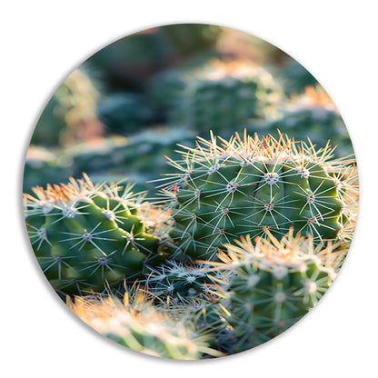 Zwart-wit foto van cactussen in de zon aluminium muurcirkel