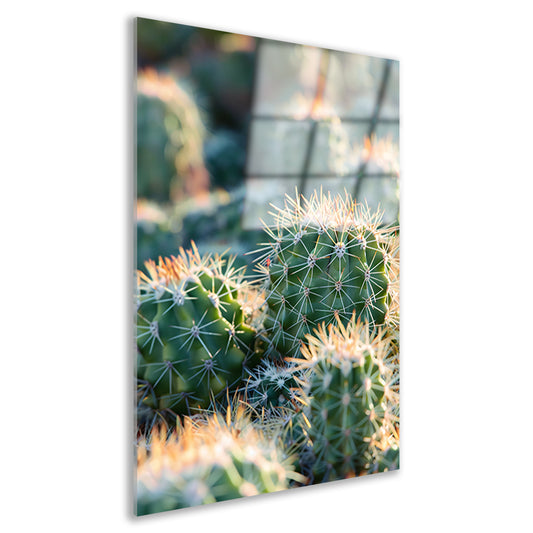 Zwart-wit foto van cactussen in de zon acrylglas