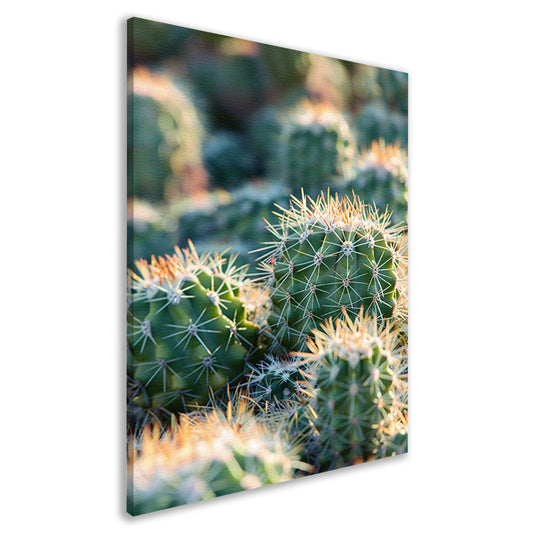 Zwart-wit foto van cactussen in de zon canvas