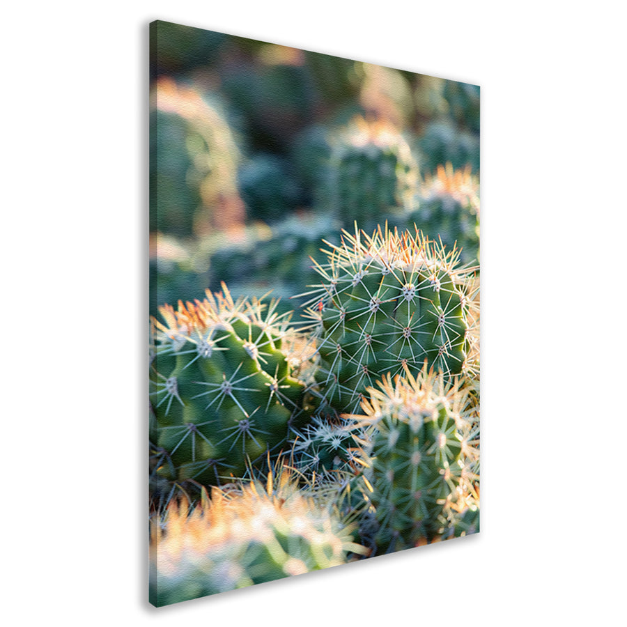 Zwart-wit foto van cactussen in de zon canvas