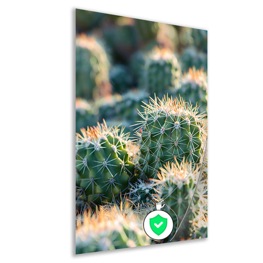 Zwart-wit foto van cactussen in de zon poster