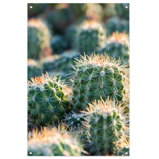 Zwart-wit foto van cactussen in de zon tuinposter