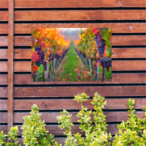 Herfstige wijngaard onder de avondzon tuinposter