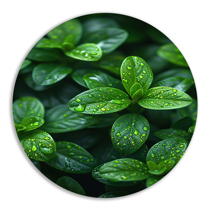 Close-up van groene bladeren met dauwdruppels forex muurcirkel