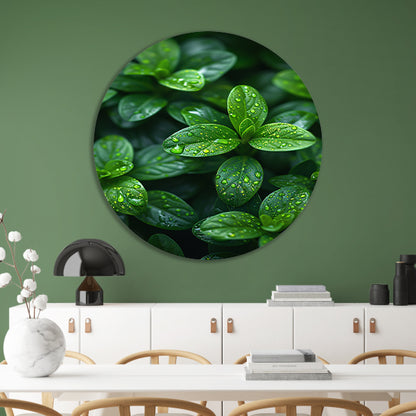 Close-up van groene bladeren met dauwdruppels forex muurcirkel