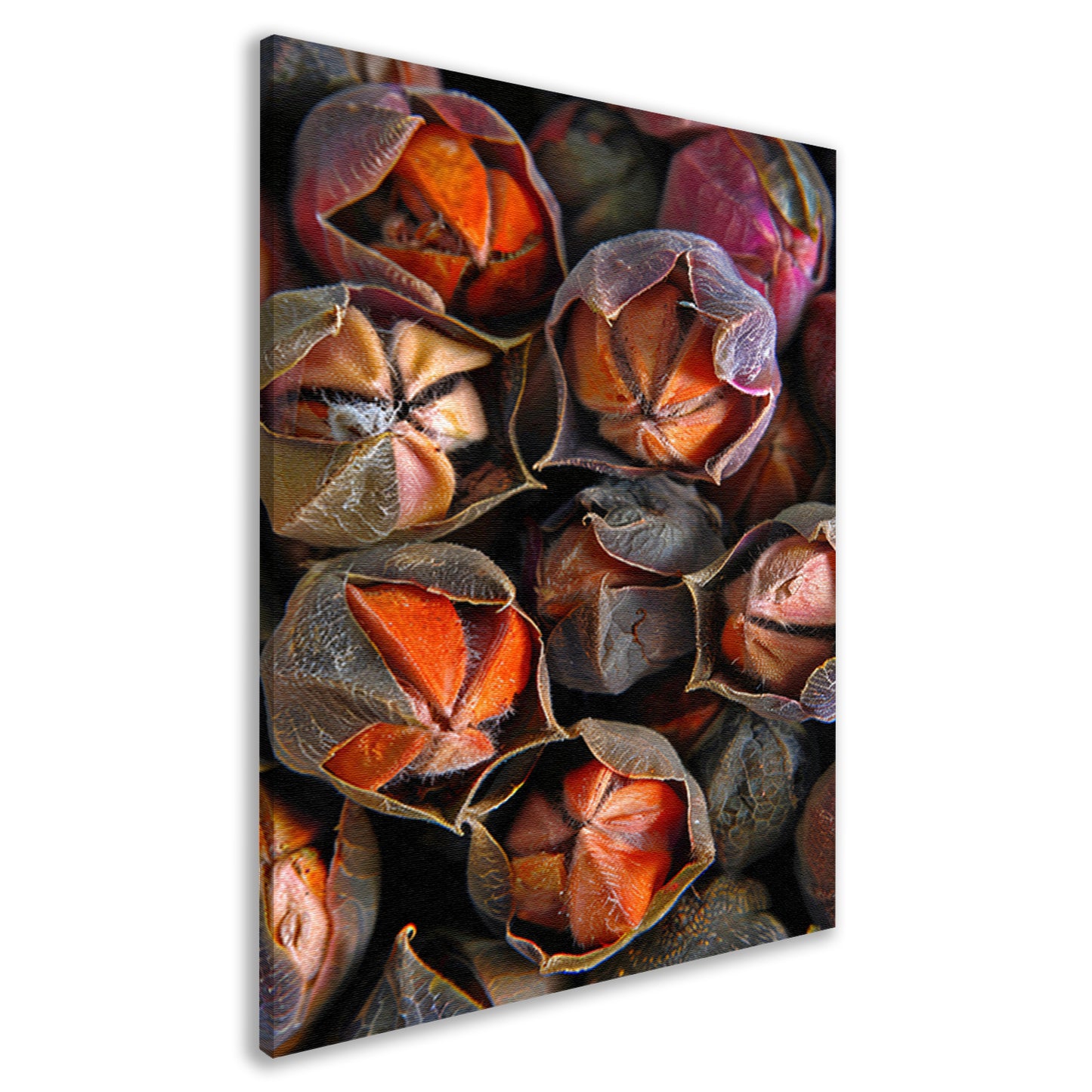 Close-up van zaaddozen met levendige kleuren canvas