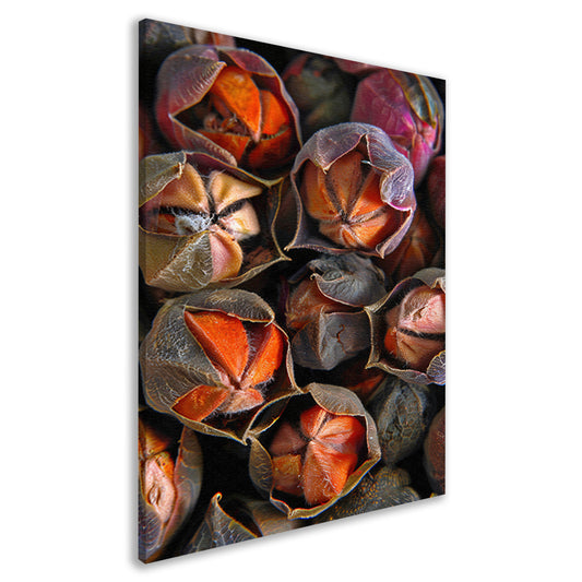 Close-up van zaaddozen met levendige kleuren canvas