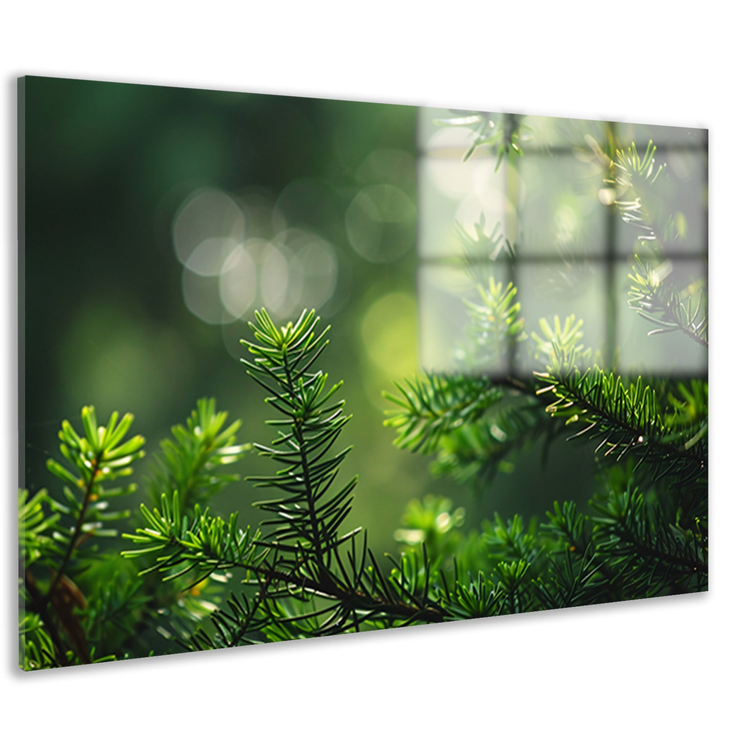 Groene naalden verlicht door zonnestralen   acrylglas