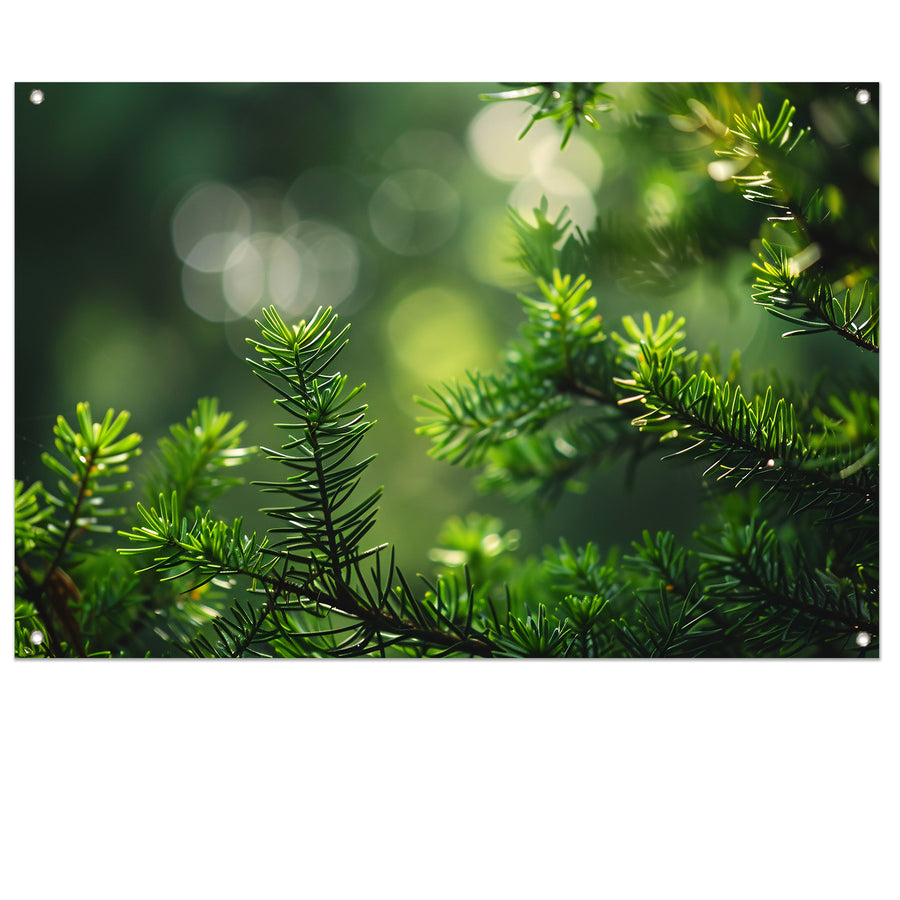 Groene naalden verlicht door zonnestralen   tuinposter