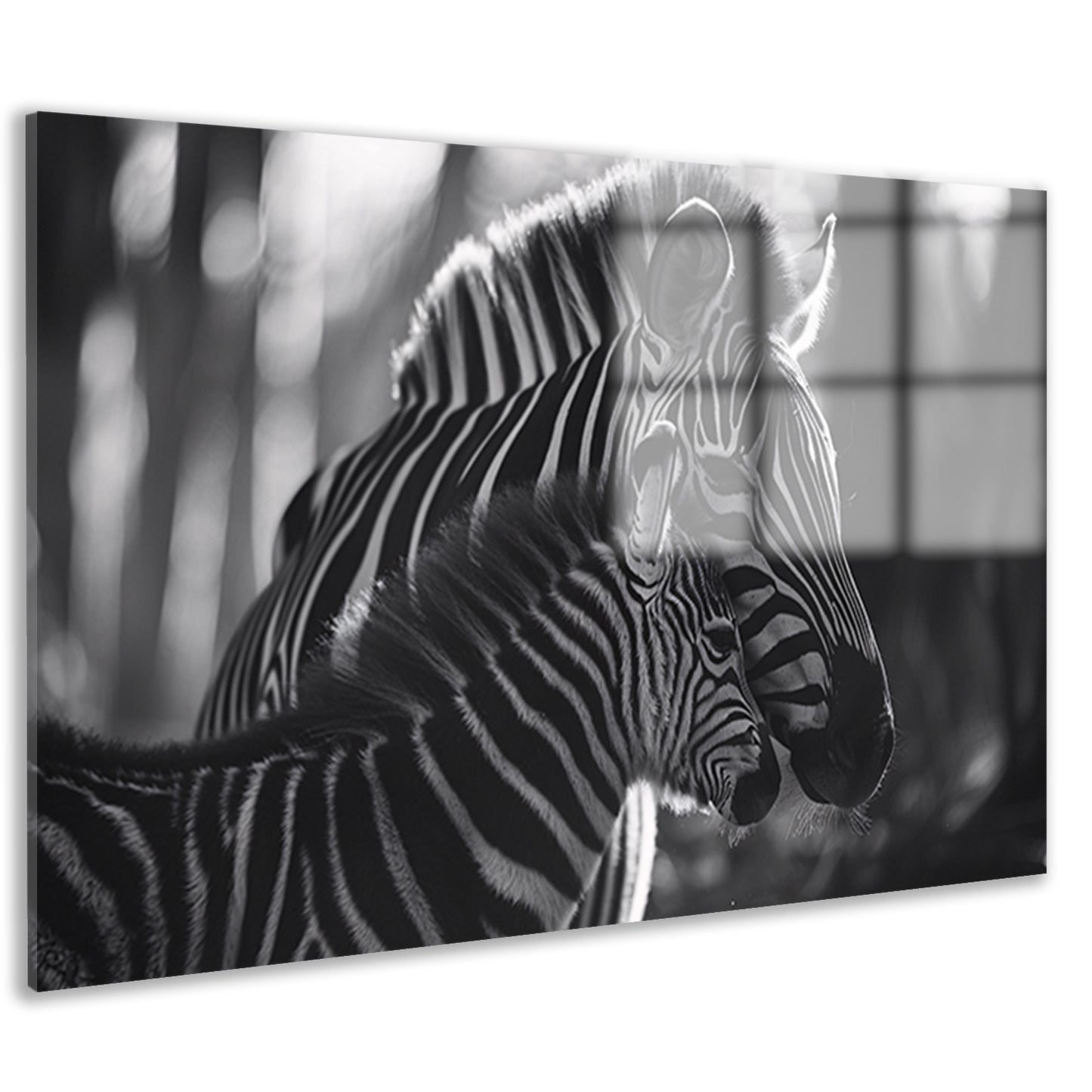 Intiem moment tussen zebra moeder en jong acrylglas