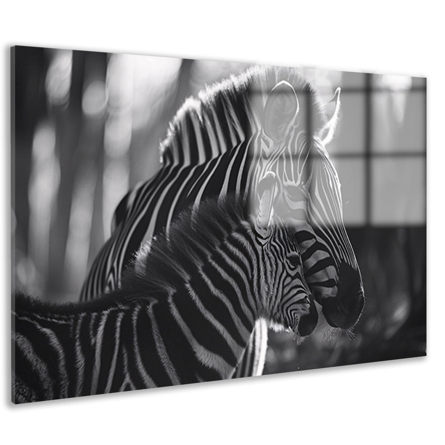 Intiem moment tussen zebra moeder en jong acrylglas