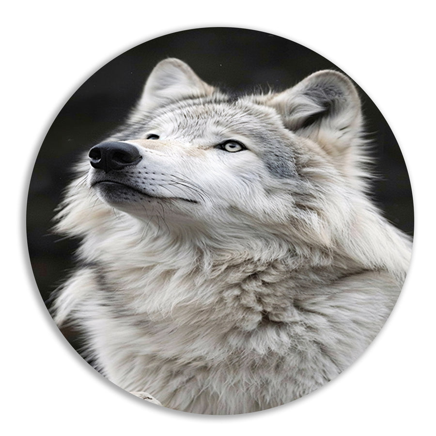 Portret van een Witte Wolf in Zwart-Wit forex muurcirkel