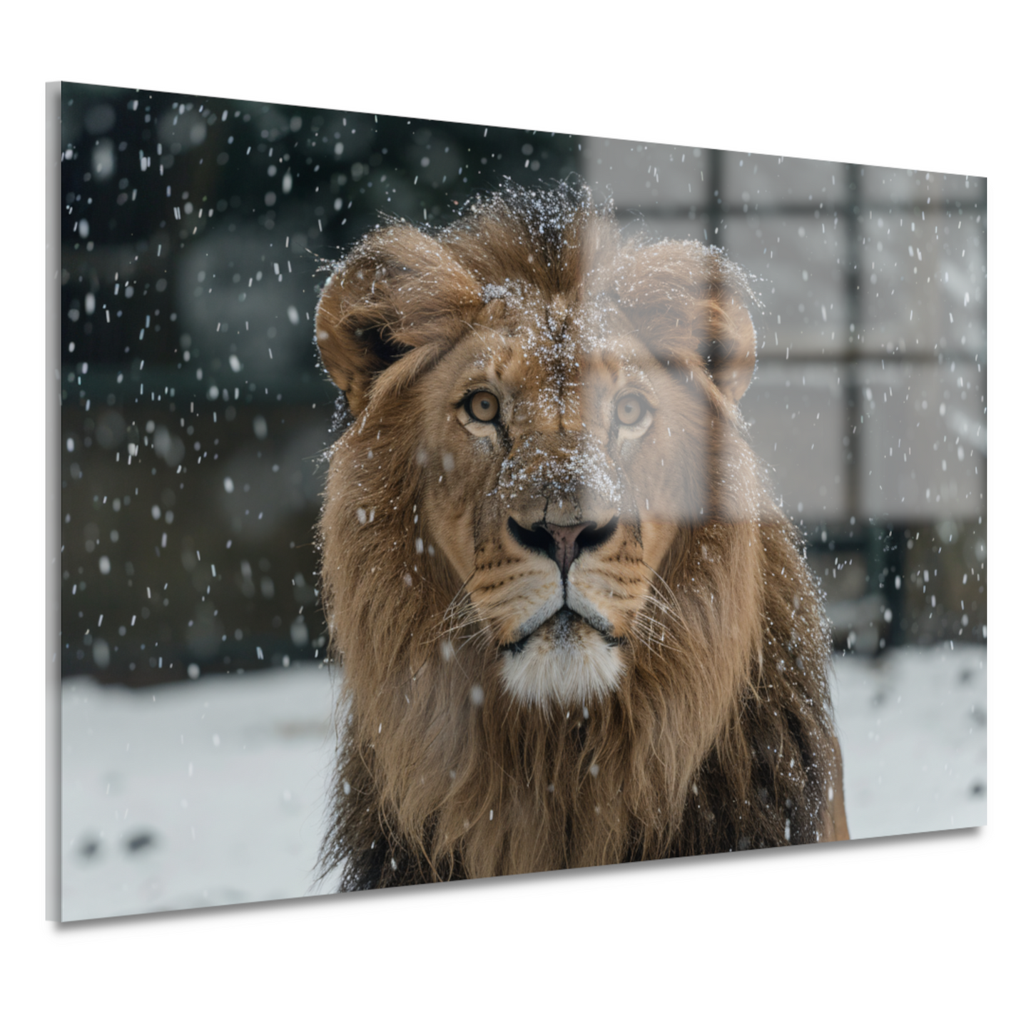 Majestueuze Leeuw in Sneeuwbedekte Wildernis acrylglas
