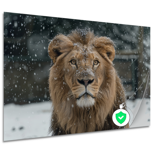 Majestueuze Leeuw in Sneeuwbedekte Wildernis poster