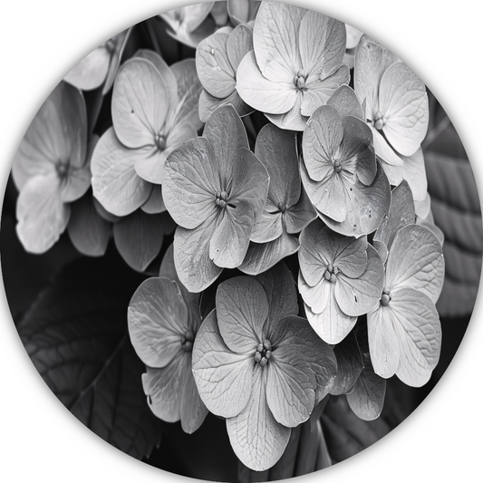 Hydrangea in Zwart-Wit aluminium muurcirkel