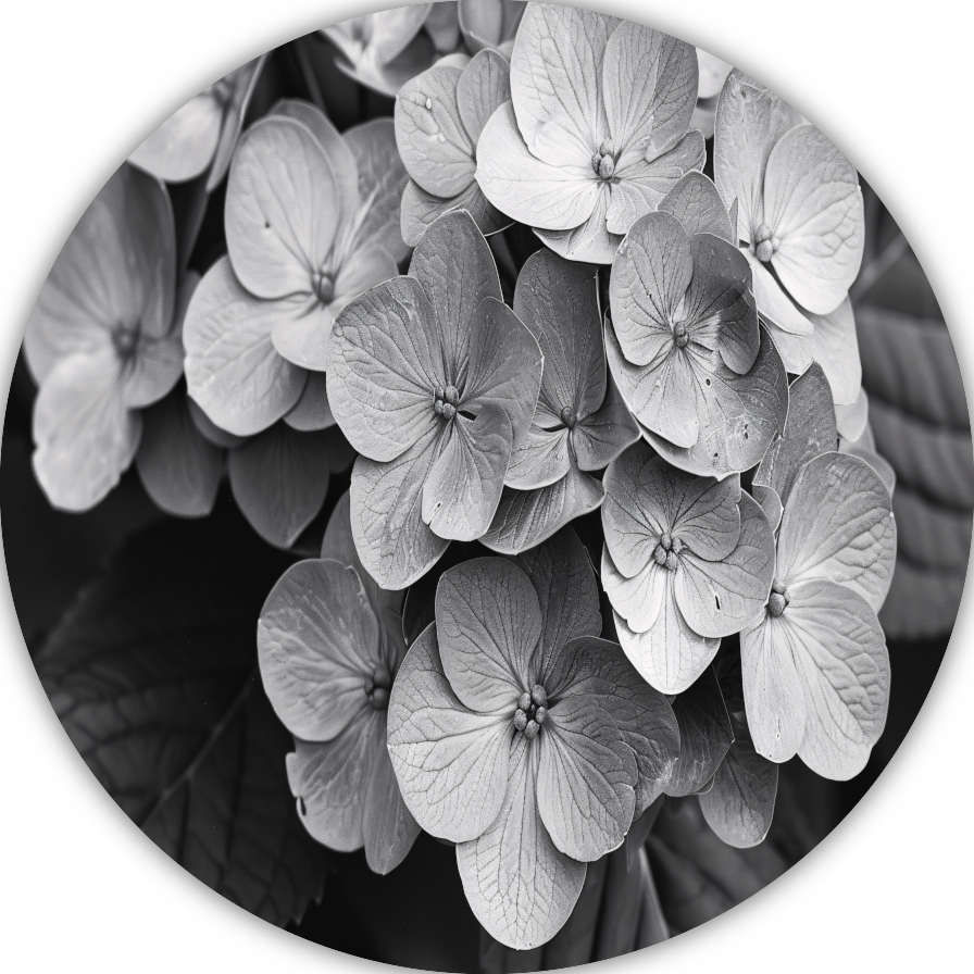 Hydrangea in Zwart-Wit aluminium muurcirkel