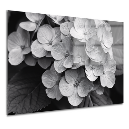Hydrangea in Zwart-Wit acrylglas