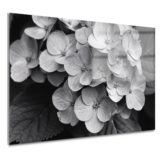Hydrangea in Zwart-Wit acrylglas