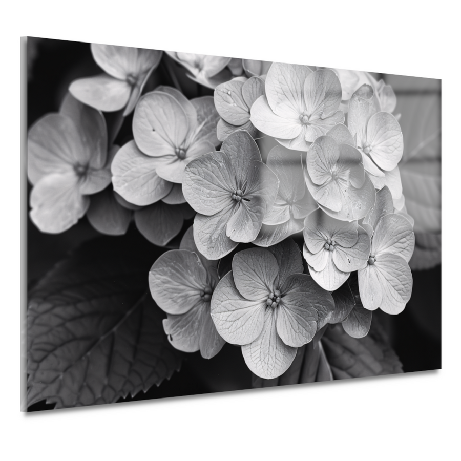 Hydrangea in Zwart-Wit acrylglas