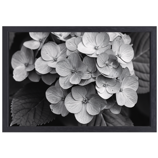 Hydrangea in Zwart-Wit canvas met baklijst