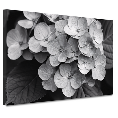 Hydrangea in Zwart-Wit canvas